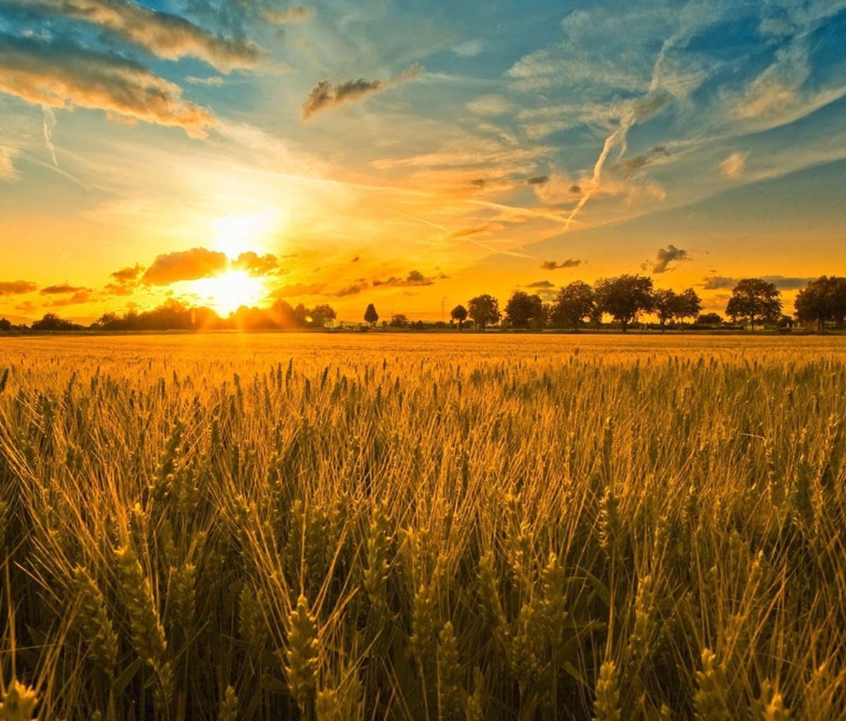 Das Sunset And Wheat Field Wallpaper 1200x1024