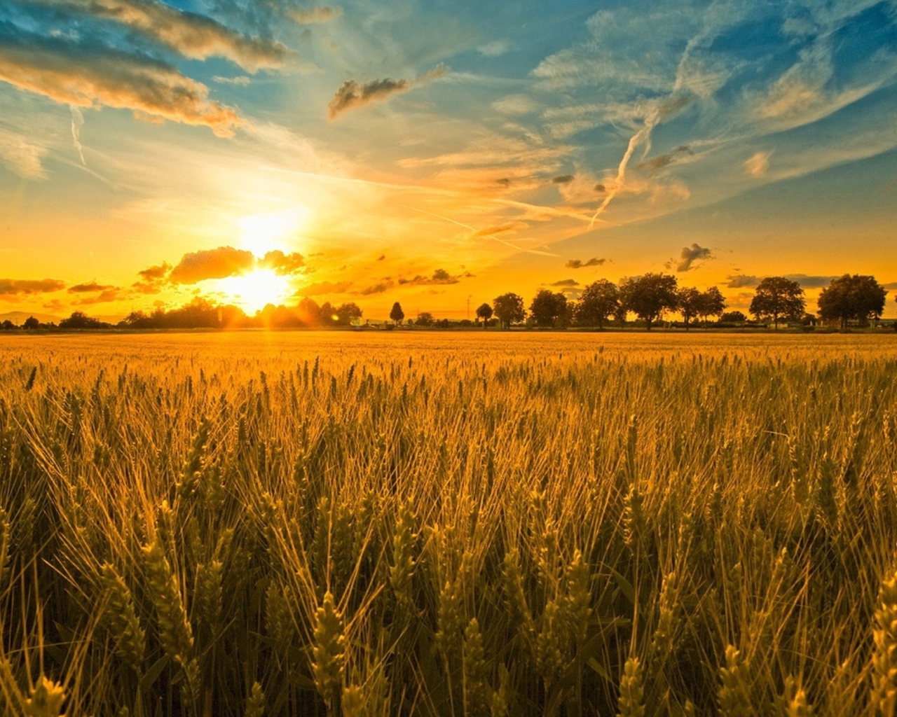 Das Sunset And Wheat Field Wallpaper 1280x1024