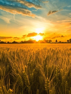 Screenshot №1 pro téma Sunset And Wheat Field 240x320
