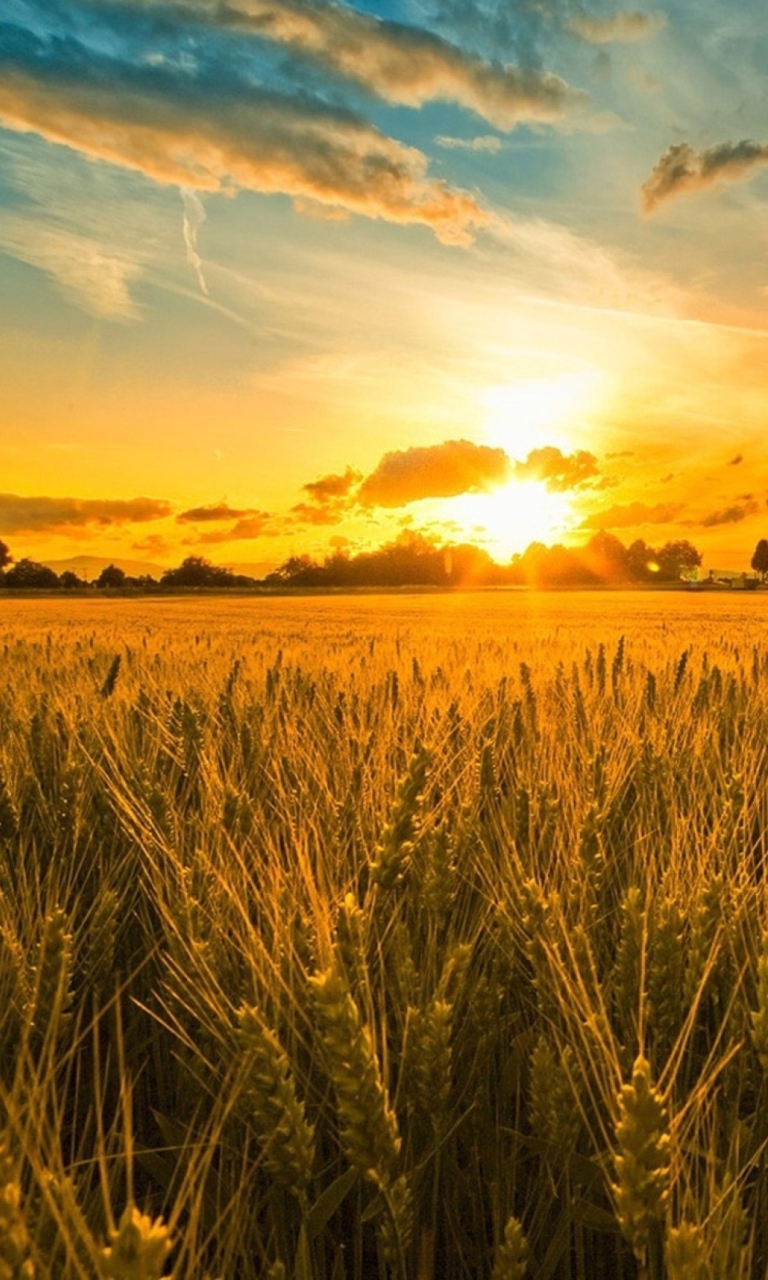 Sfondi Sunset And Wheat Field 768x1280