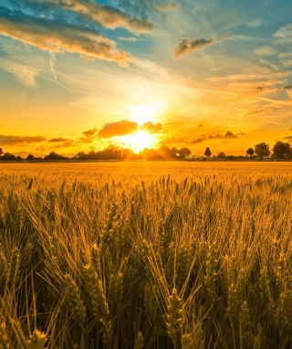 Sunset And Wheat Field - Obrázkek zdarma pro 768x1280