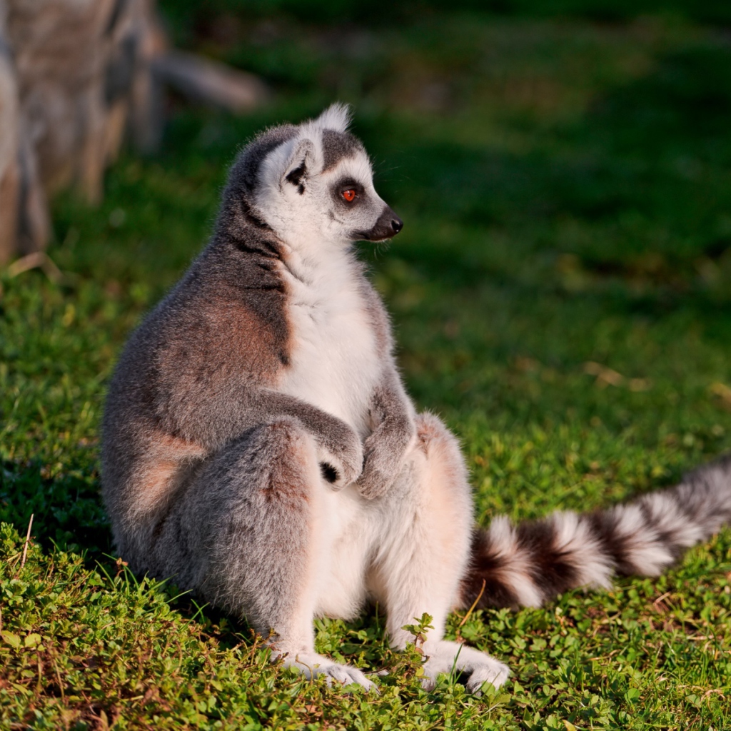 Fondo de pantalla Lemur 1024x1024