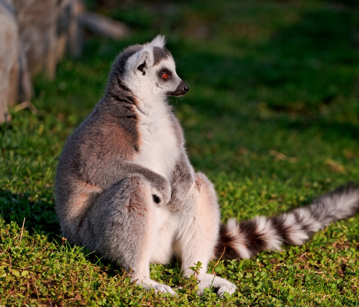 Sfondi Lemur 1200x1024