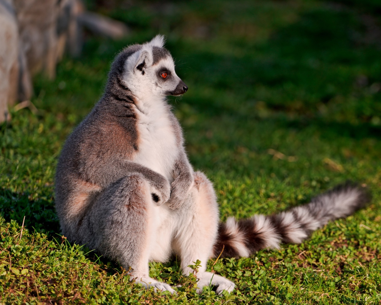 Fondo de pantalla Lemur 1280x1024