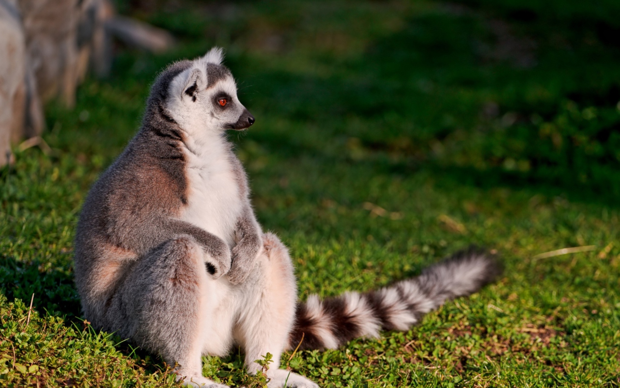 Sfondi Lemur 1280x800