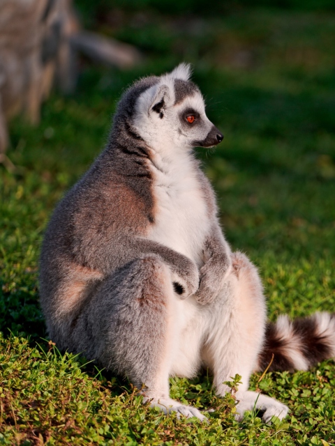 Обои Lemur 480x640