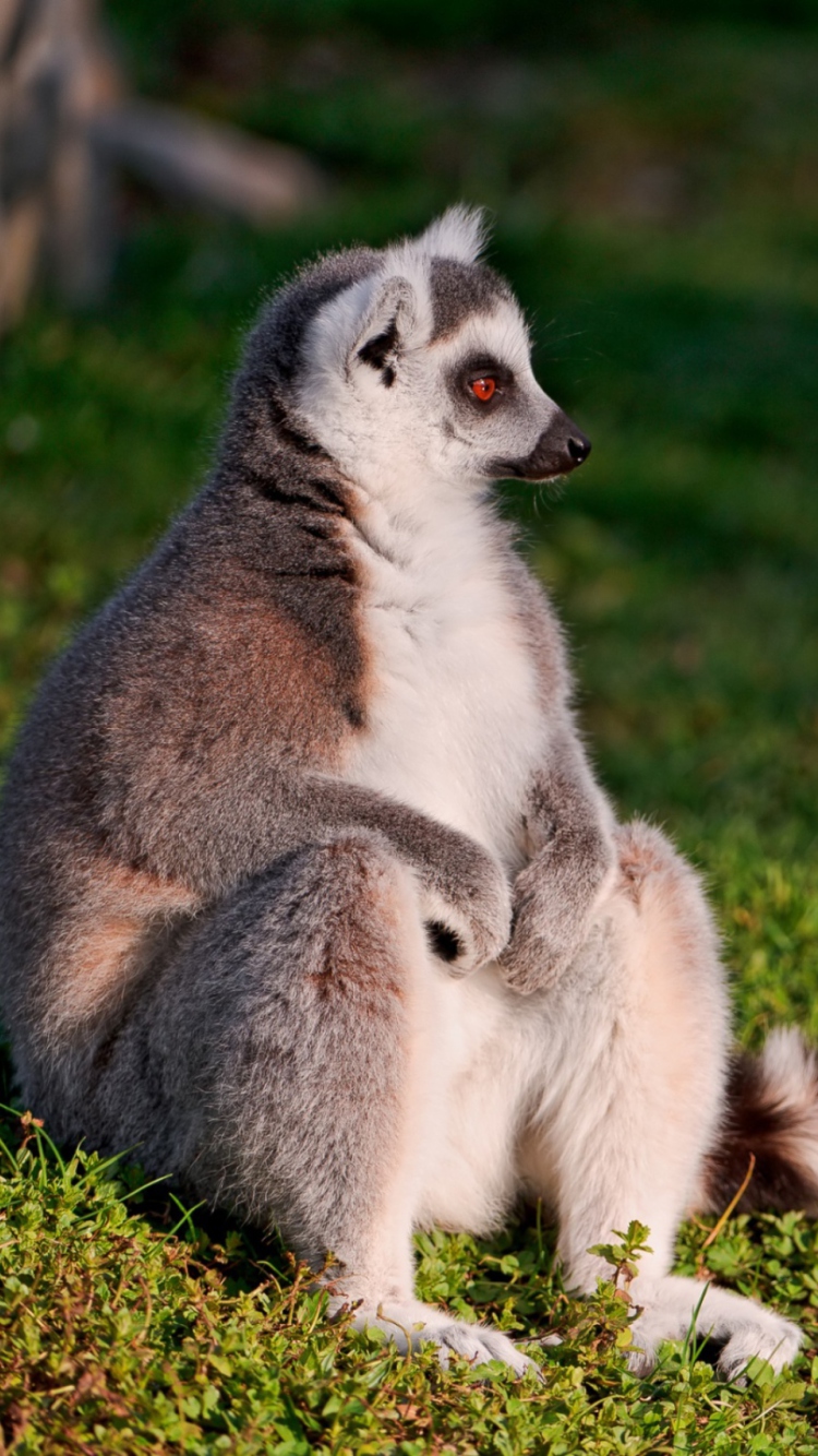 Fondo de pantalla Lemur 750x1334