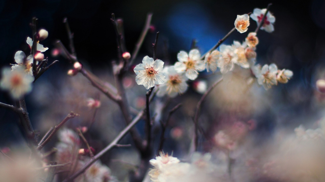 Blooming Apricot Tree screenshot #1 1280x720