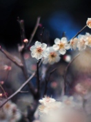 Screenshot №1 pro téma Blooming Apricot Tree 132x176