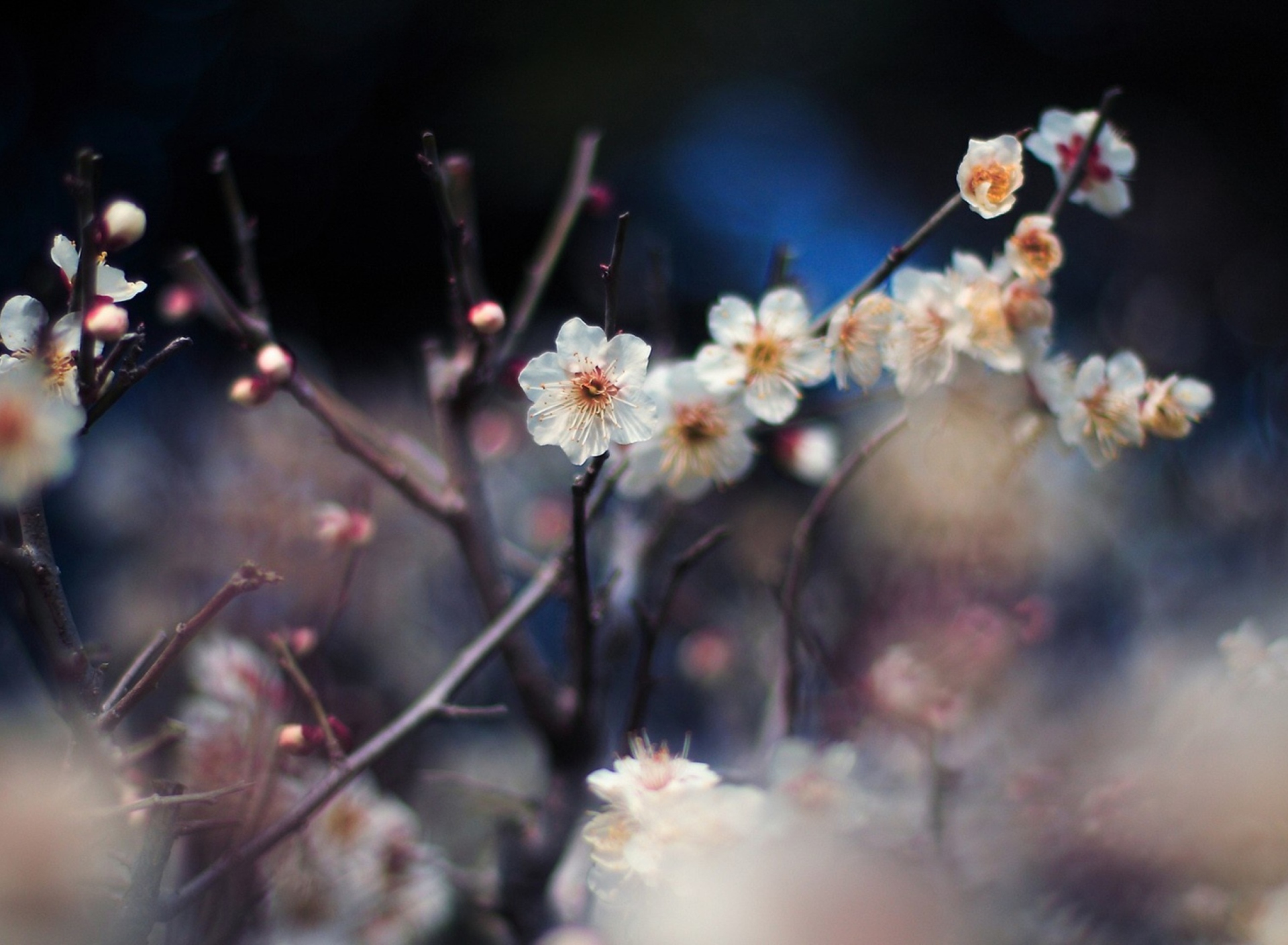 Fondo de pantalla Blooming Apricot Tree 1920x1408