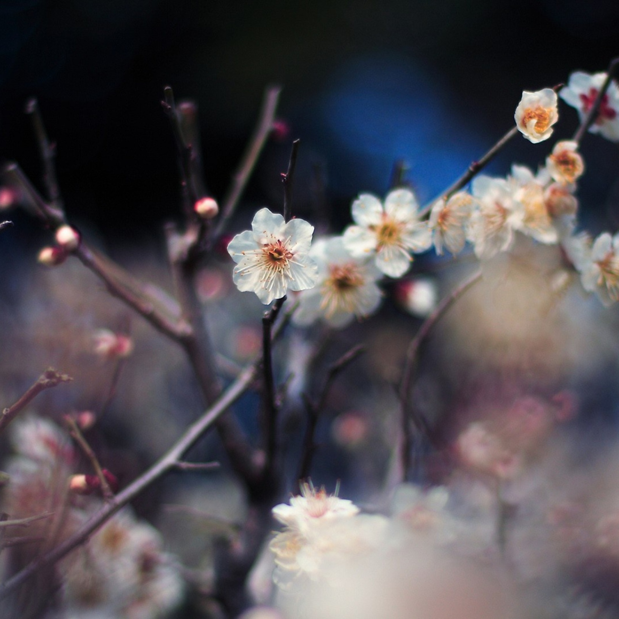 Screenshot №1 pro téma Blooming Apricot Tree 2048x2048