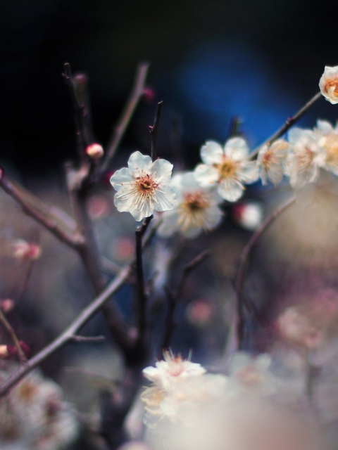 Das Blooming Apricot Tree Wallpaper 480x640