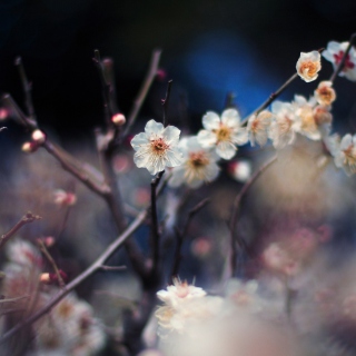 Blooming Apricot Tree Wallpaper for iPad