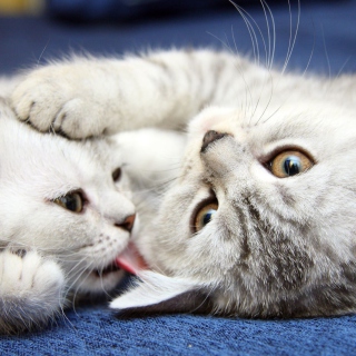 Kostenloses Grey Cats Playing Wallpaper für iPad