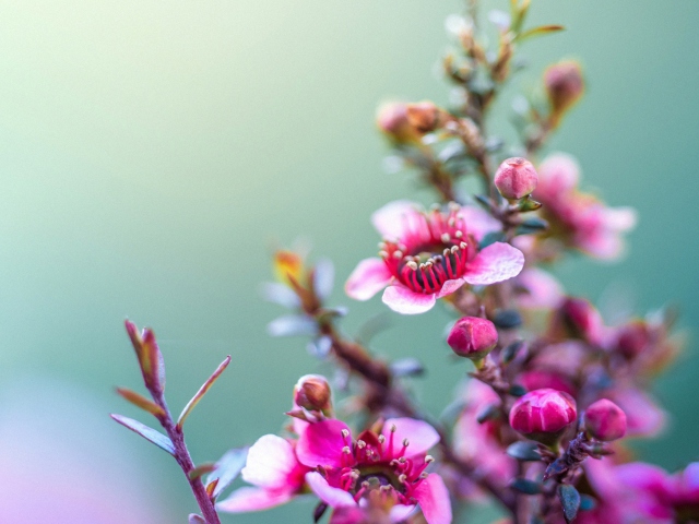 Обои Spring Pink Flowers 640x480