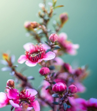 Spring Pink Flowers - Obrázkek zdarma pro Nokia Asha 305