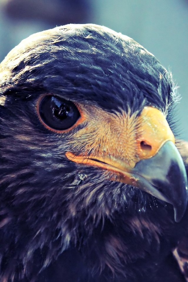 Обои Prey Bird Close Up 640x960