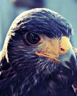 Prey Bird Close Up - Obrázkek zdarma pro 176x220