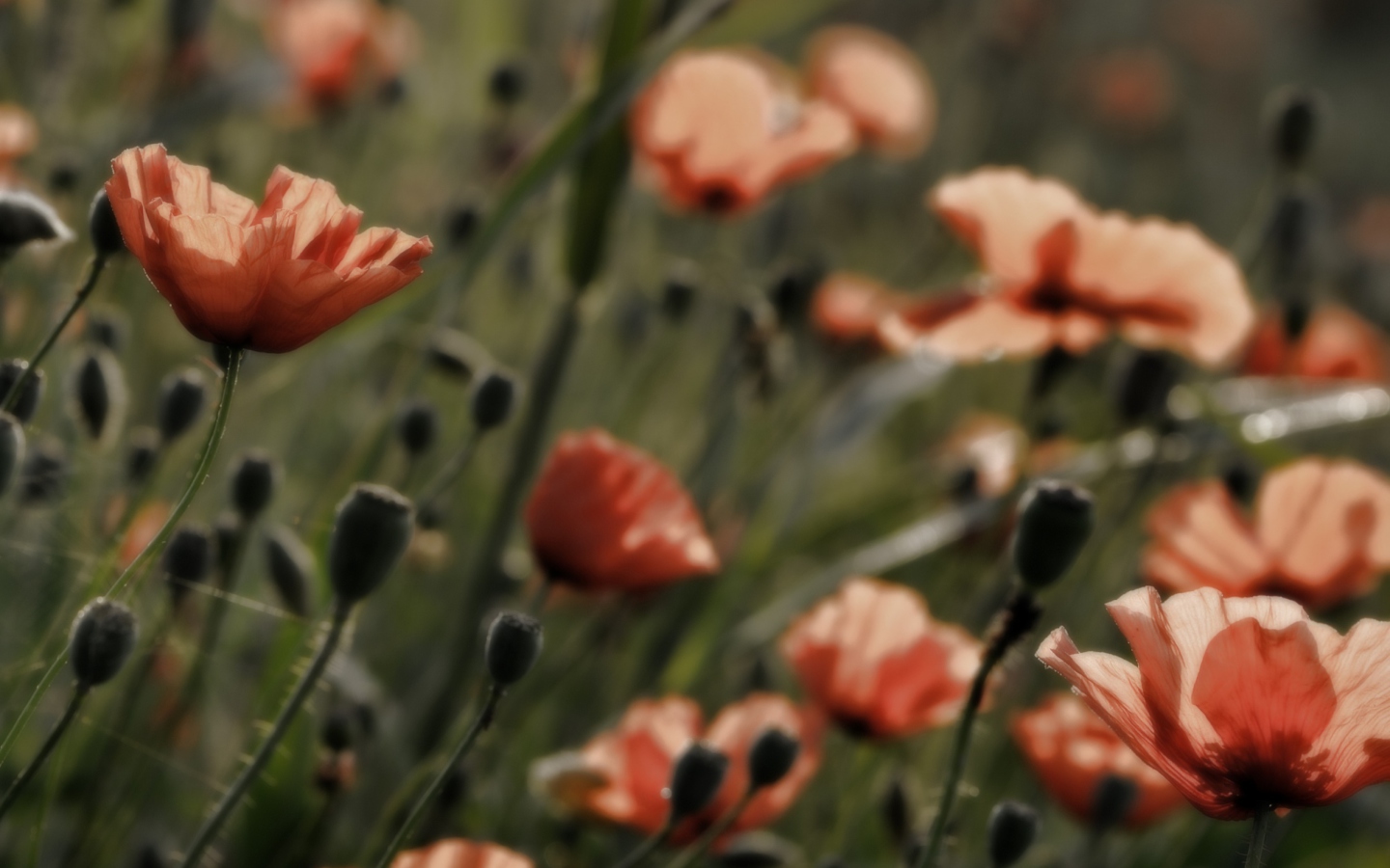 Screenshot №1 pro téma Red Flower Field 1440x900