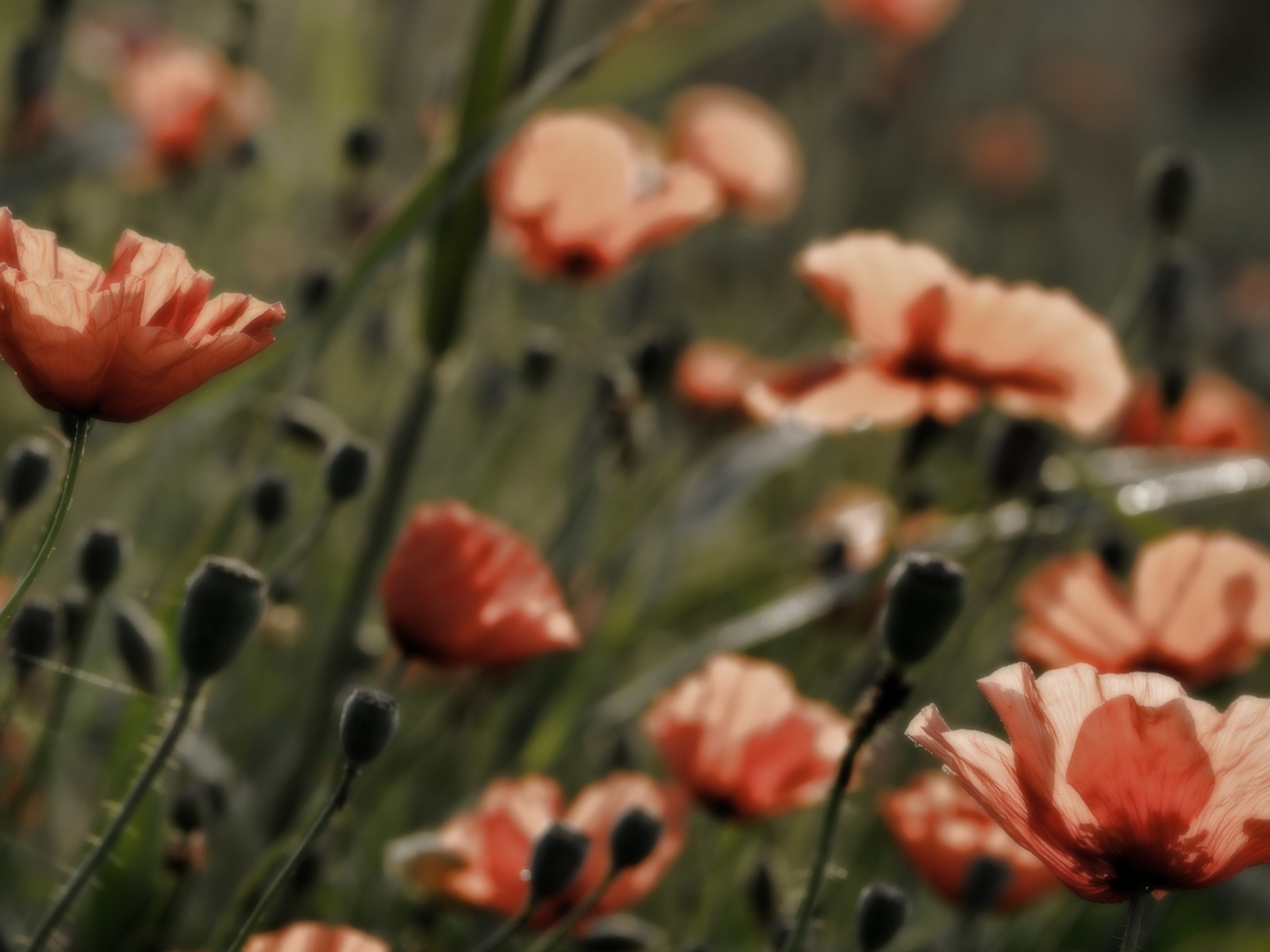 Screenshot №1 pro téma Red Flower Field 1600x1200