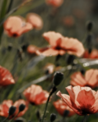 Red Flower Field - Obrázkek zdarma pro 132x176