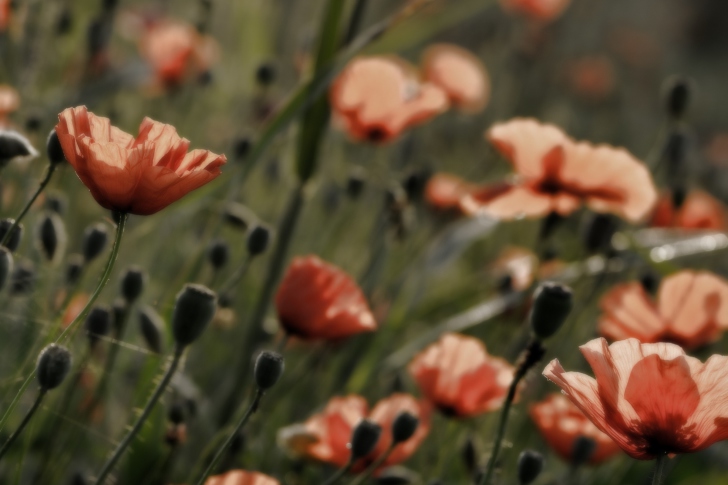 Red Flower Field wallpaper