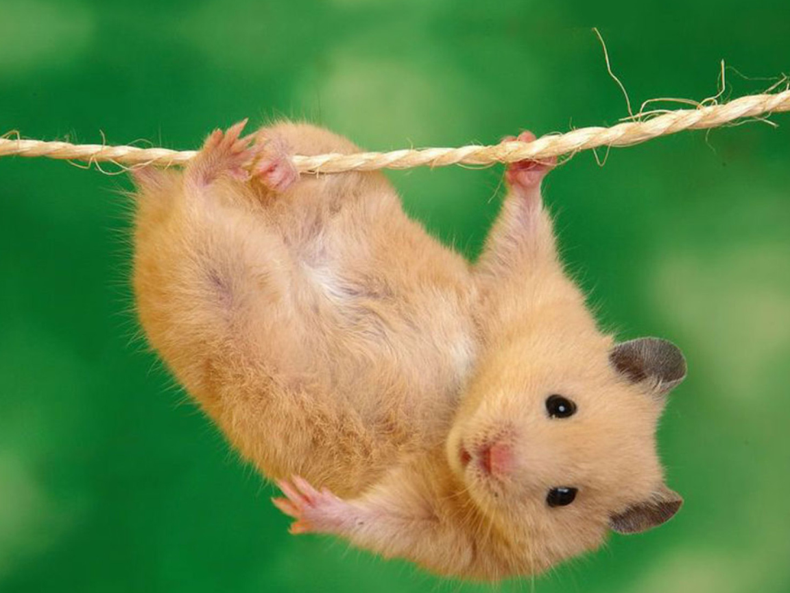 Das Funny Hamster Wallpaper 1152x864