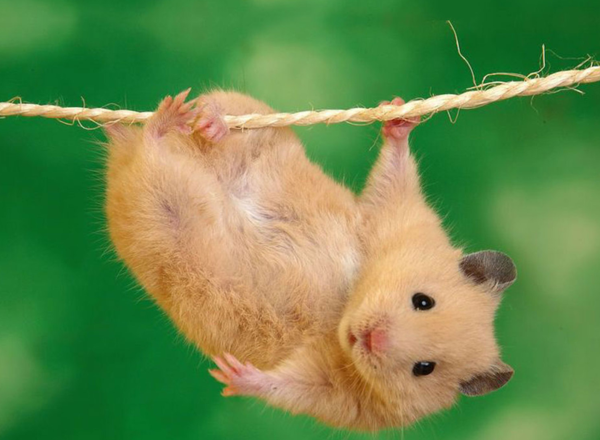 Обои Funny Hamster 1920x1408