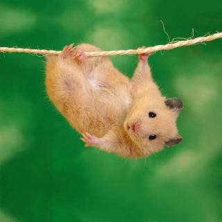 Funny Hamster - Obrázkek zdarma pro iPad mini 2