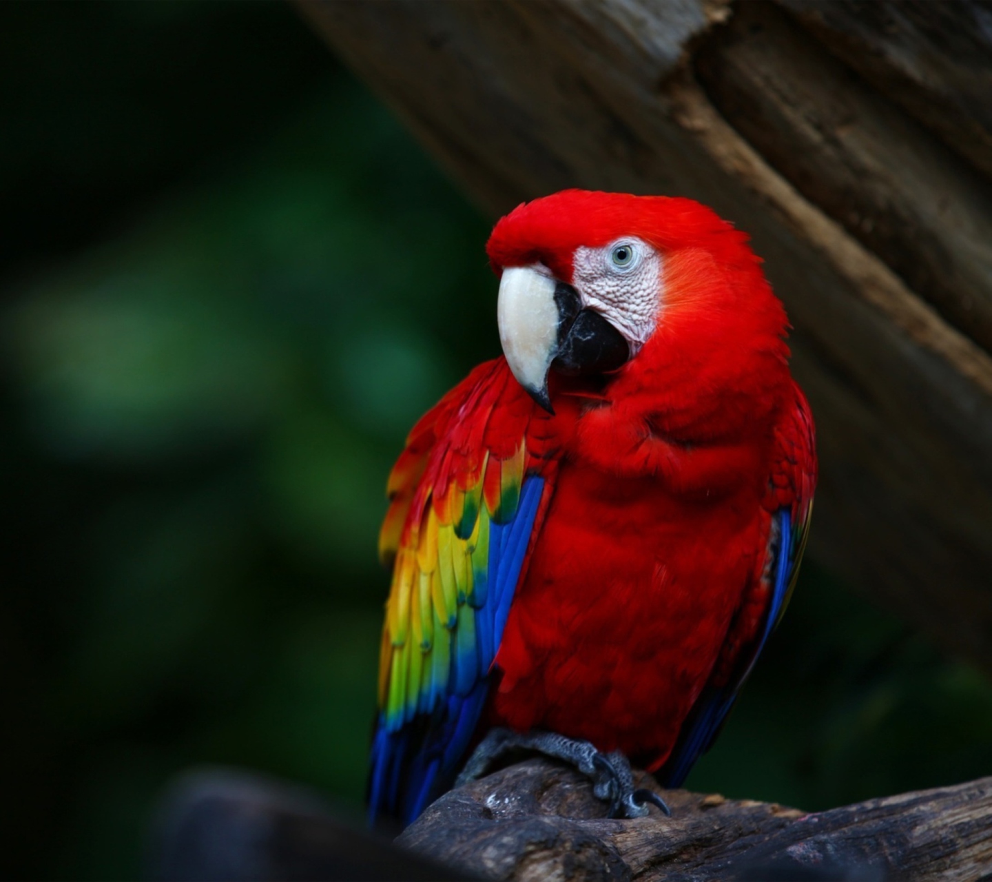 Обои Red Parrot 1440x1280