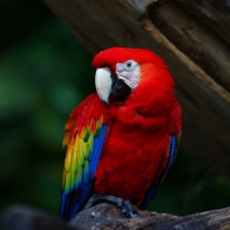 Sfondi Red Parrot 208x208