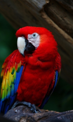 Screenshot №1 pro téma Red Parrot 240x400