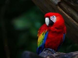 Fondo de pantalla Red Parrot 320x240