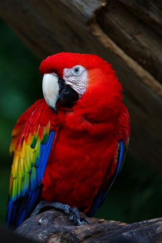 Обои Red Parrot 320x480