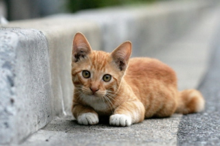 Red Kitten - Obrázkek zdarma pro Samsung Galaxy Tab 2 10.1