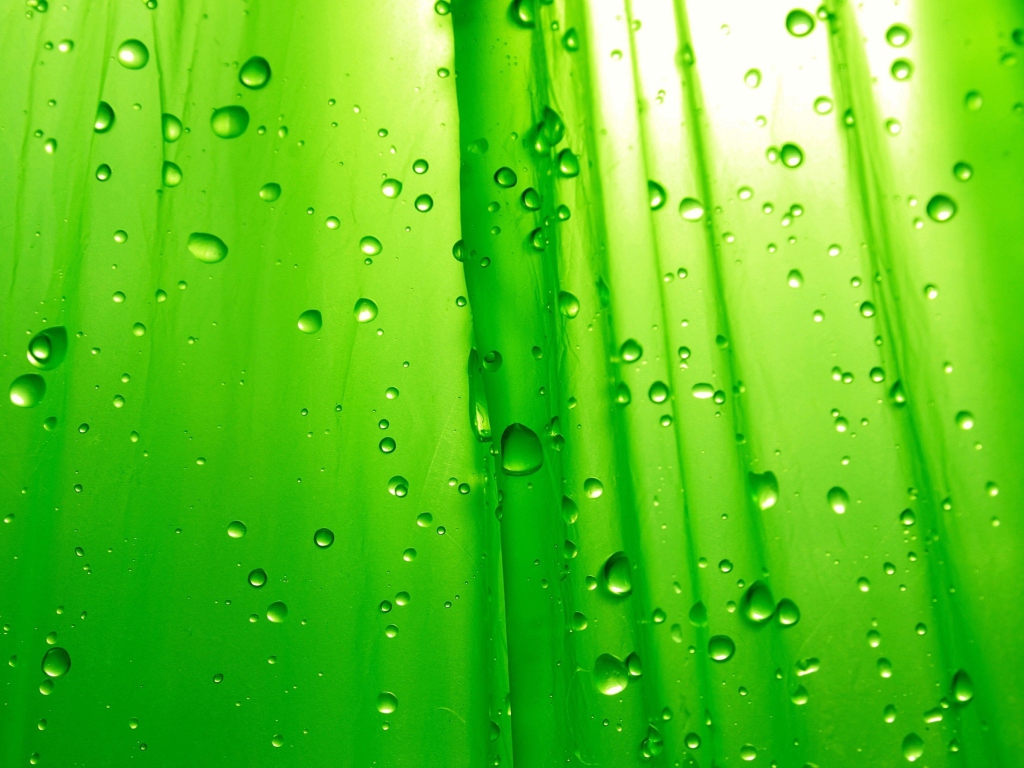 Das Green Drops Of Rain Wallpaper 1024x768