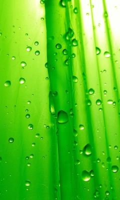 Screenshot №1 pro téma Green Drops Of Rain 240x400