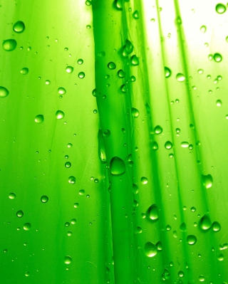 Green Drops Of Rain - Obrázkek zdarma pro iPhone 6 Plus