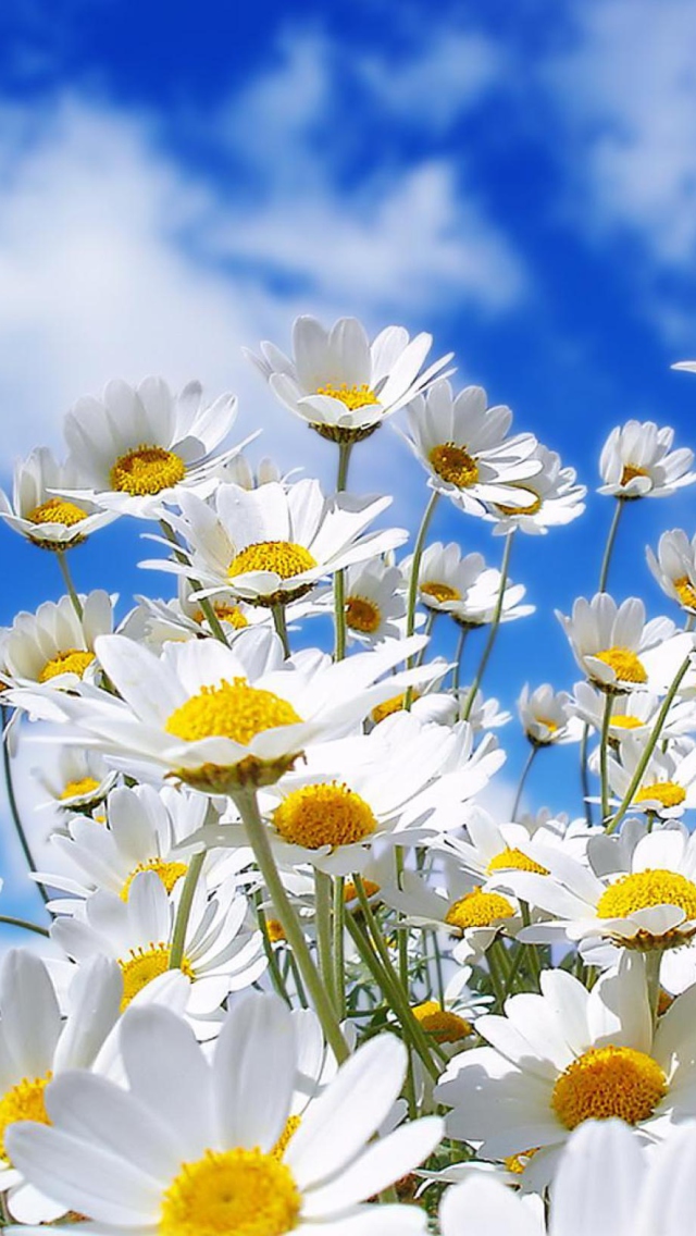 Screenshot №1 pro téma Field Of Daisies 640x1136