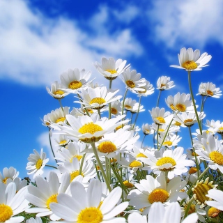 Free Field Of Daisies Picture for iPad Air