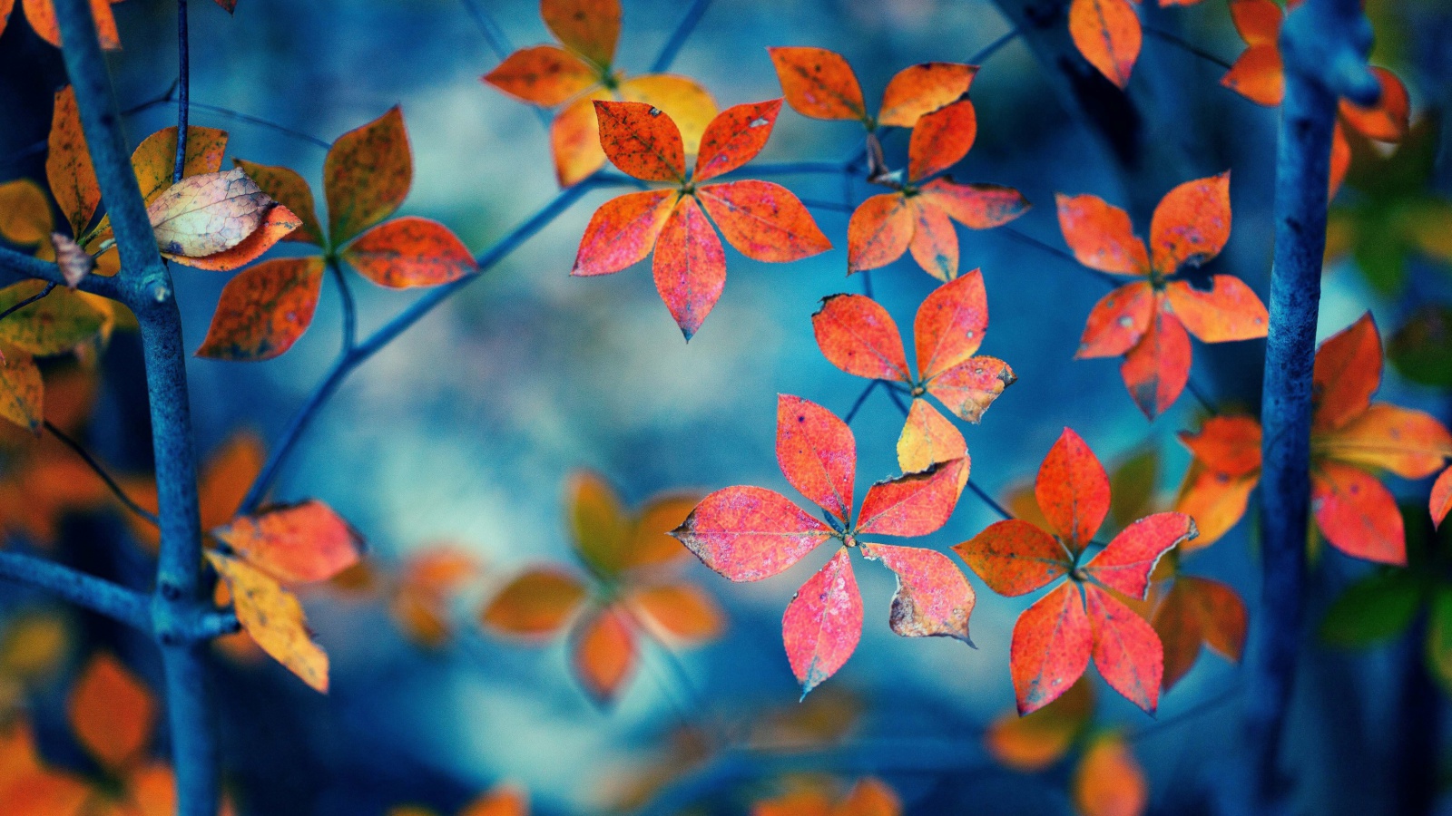 Screenshot №1 pro téma Crimson Leaves Macro Photo 1600x900