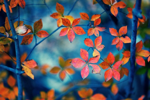 Fondo de pantalla Crimson Leaves Macro Photo 480x320