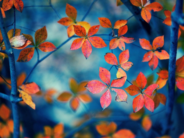 Обои Crimson Leaves Macro Photo 640x480