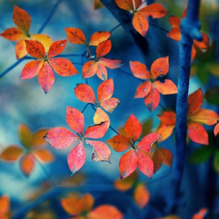 Crimson Leaves Macro Photo - Obrázkek zdarma pro 128x128