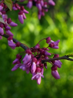 Das Texas Redbud Wallpaper 240x320