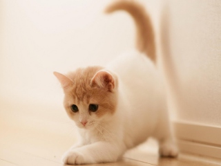 Cute Kitty wallpaper 320x240