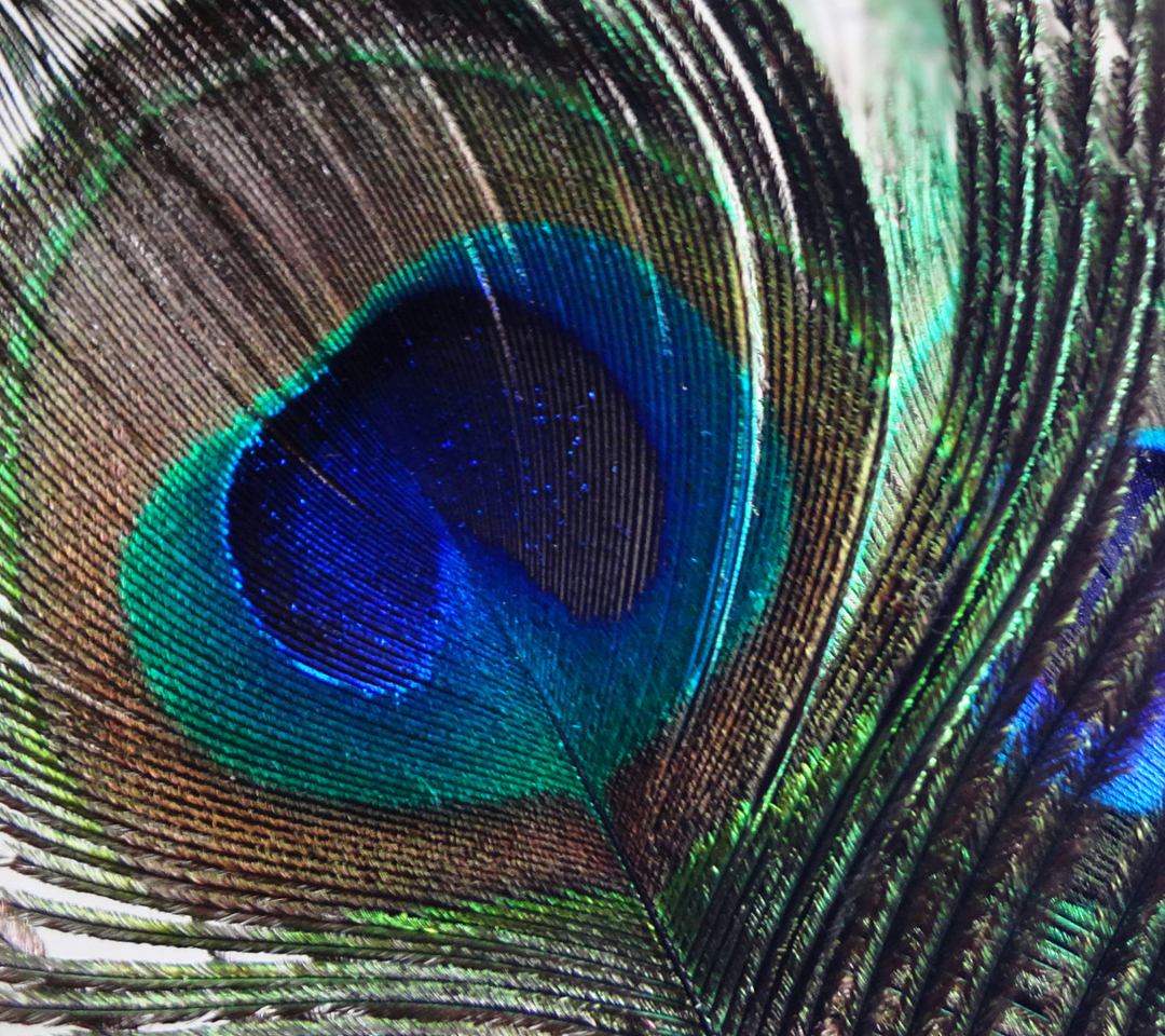 Das Peacock Feather Wallpaper 1080x960