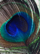 Sfondi Peacock Feather 132x176