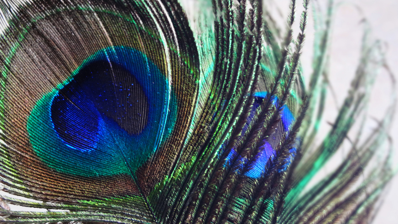 Das Peacock Feather Wallpaper 1366x768