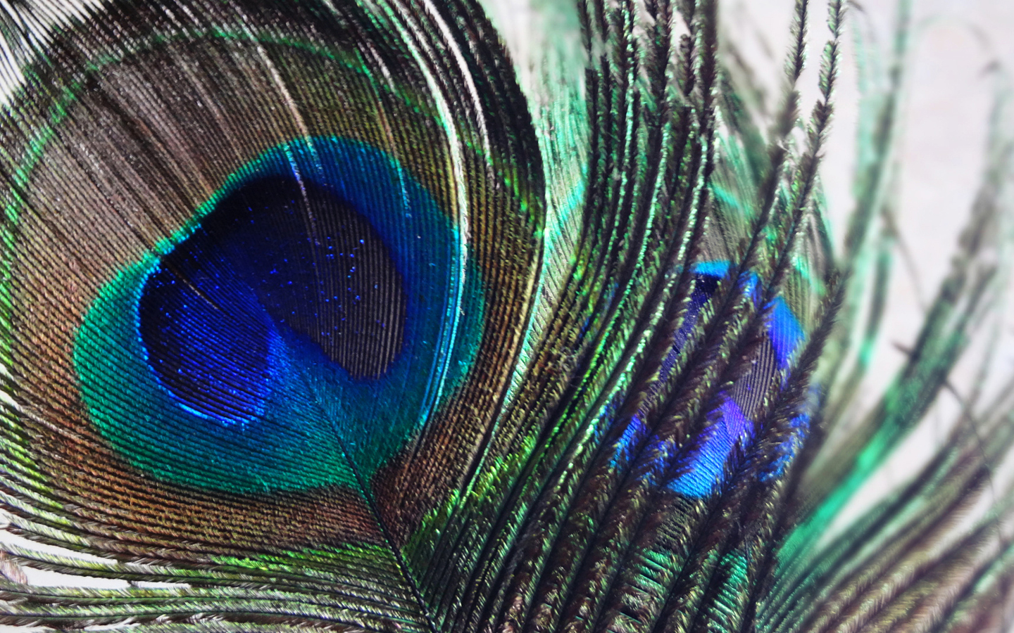 Screenshot №1 pro téma Peacock Feather 1440x900
